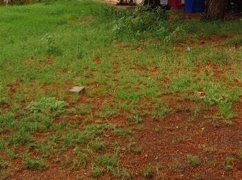 weeds growing with some dirt