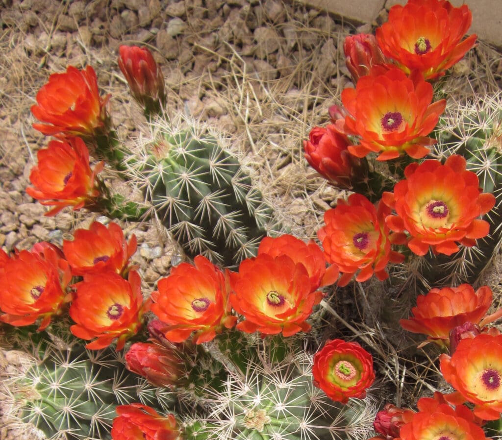 Orange Plants and cactus, as an example of xeriscaping.