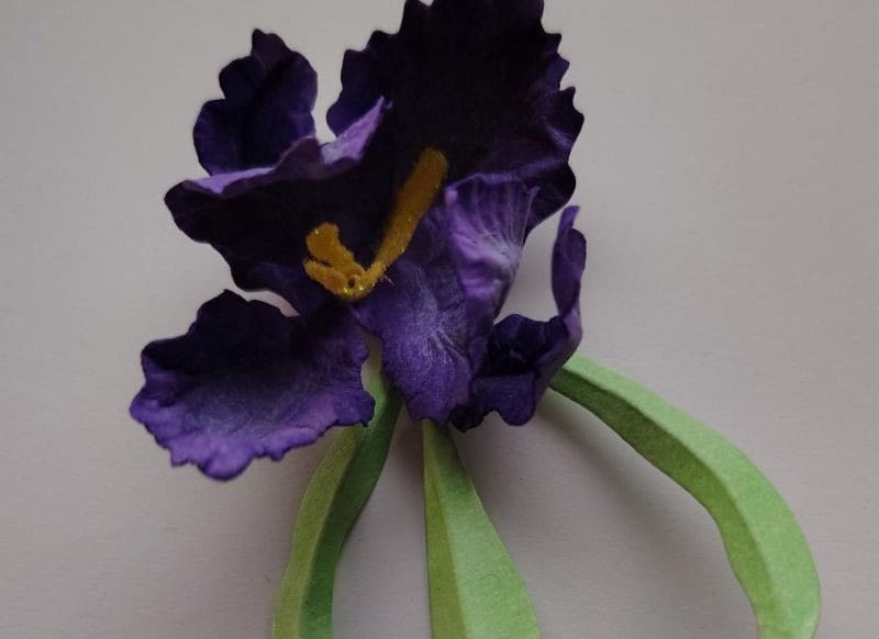 Purple bearded Iris.