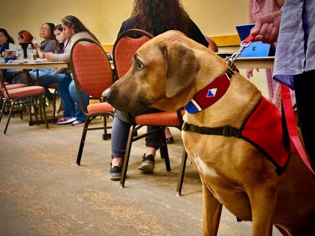 Emotional support dog on a leash sitting by a table.