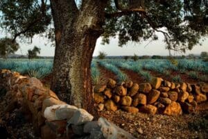 Agave fields with a large tree in front.