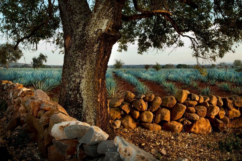 Agave fields with a large tree in front.