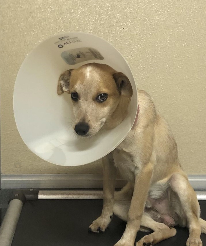 Sitting dog wearing a cone.