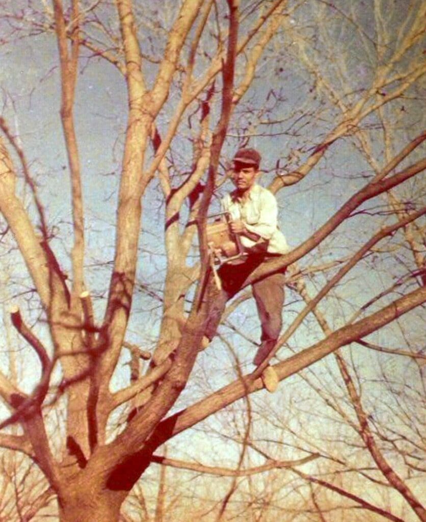 Man in a tree trimming branches with a chainsaw.