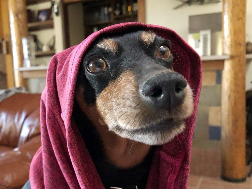Dog in a house wearing a hoodie.