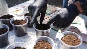 Cups with dirt and rubber gloved hands handling the cups.