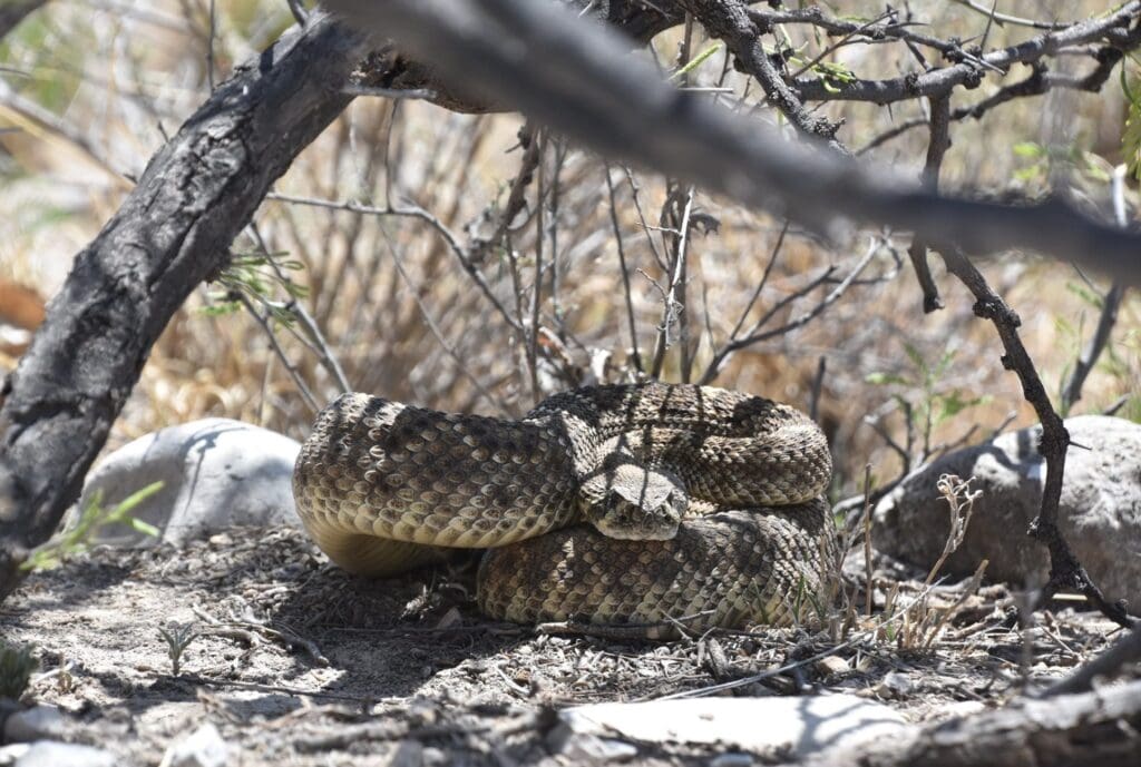 Rattlesnake coiled up under some bushes.