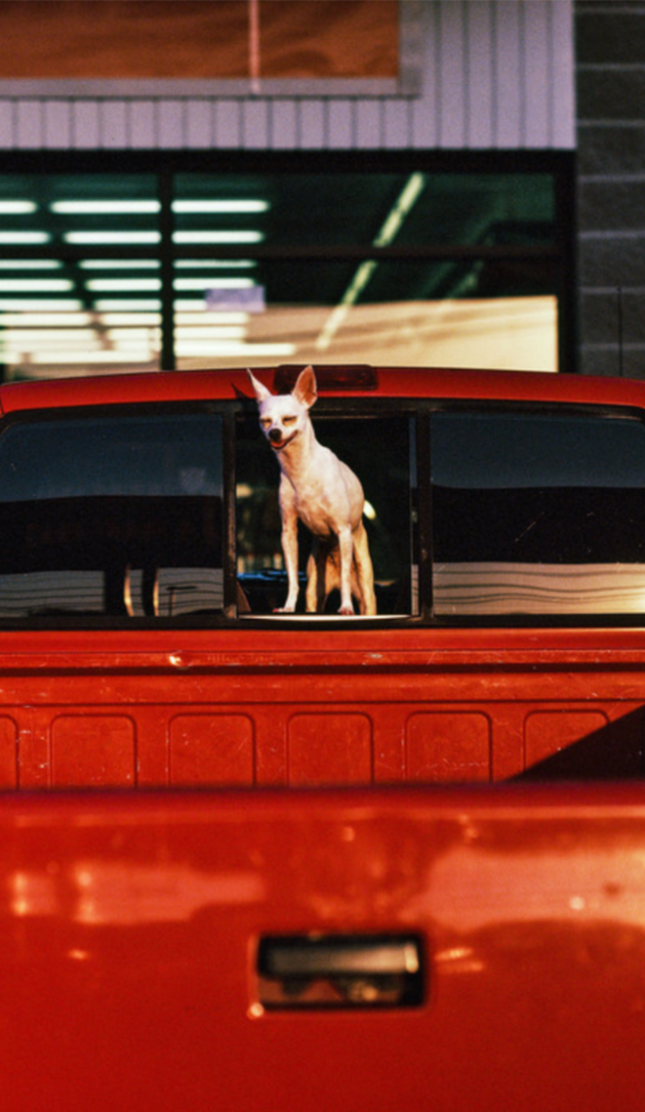 Chihuahua smiling while standing on the back window of a red pick up truck.