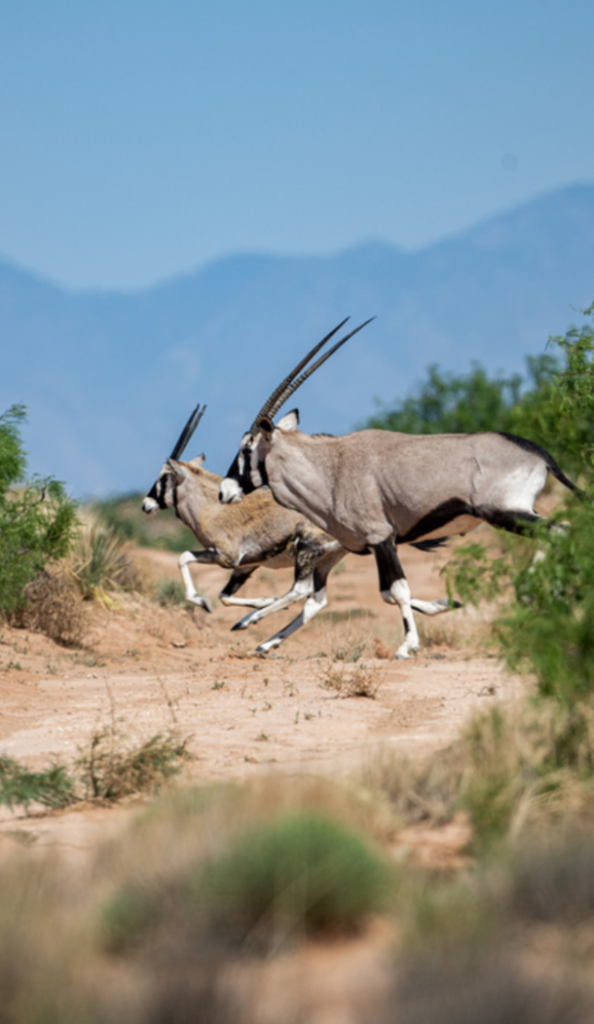 Two oryx in the desert