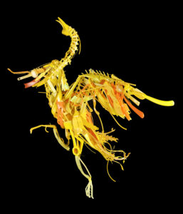 A picture of a sculpture of a yellow bird made of recycled materials against a pure black background.
