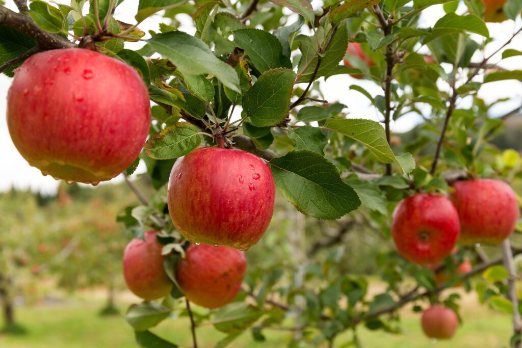 Several red apples close up on a tree with green leaves and stems in the photo.
