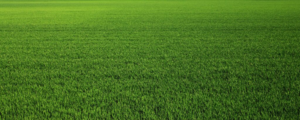 Turf Grass field from front of photo to back of photo. Just green grass.
